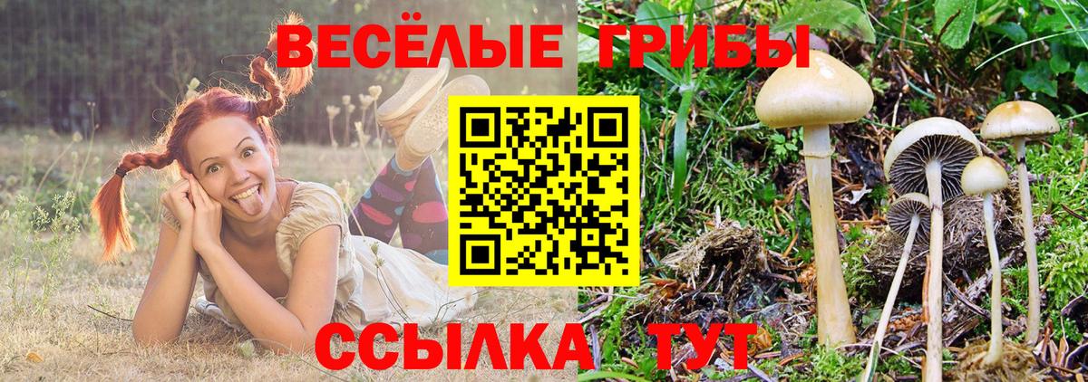Курчатов  Галлюциногенные грибы прущие грибы  Галлюциногенные грибы Cubensis  Вход с VPN 
